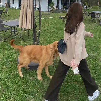 侠盗魅影